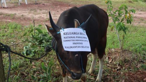 Pelaksanaan Kurban NPC Prov. Kalimantan Selatan